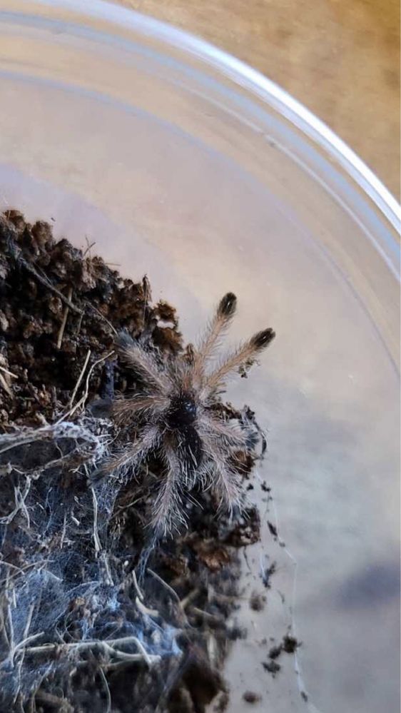 Avicularia juruensis (M2 Peru Purple) młode L1