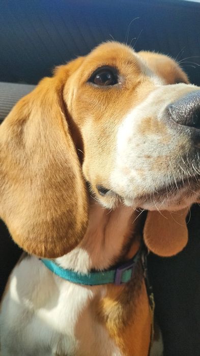 Beagle p/ Adoção