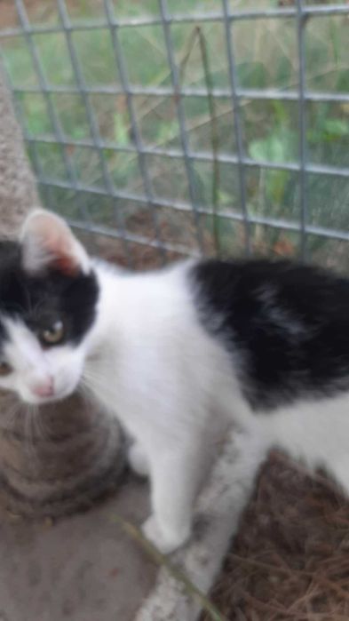 Mi to piękna ok 3 mcz kicia czeka na odpowiedziaalny dom Katarzyna