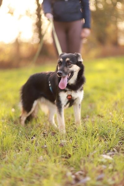 Mela - wyjątkowa i delikatna suczka poleca się do adopcji