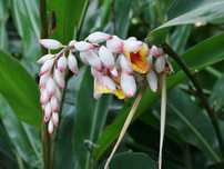 Alpinia zerumbet variegata