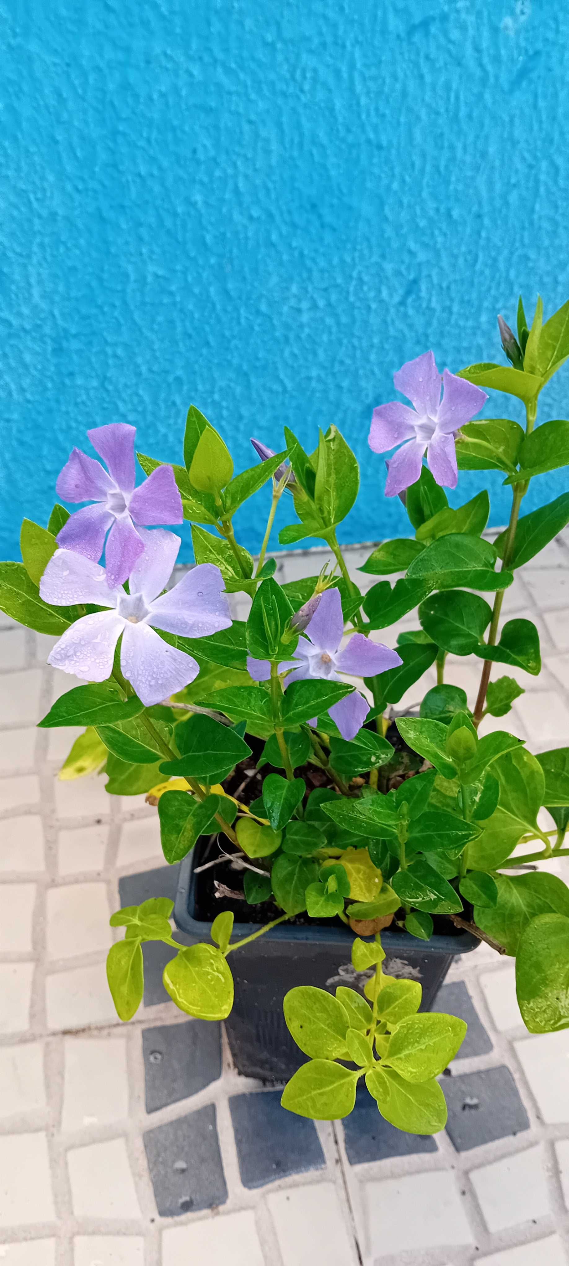Plantas de Vinca Maior variegada ou nao variegada