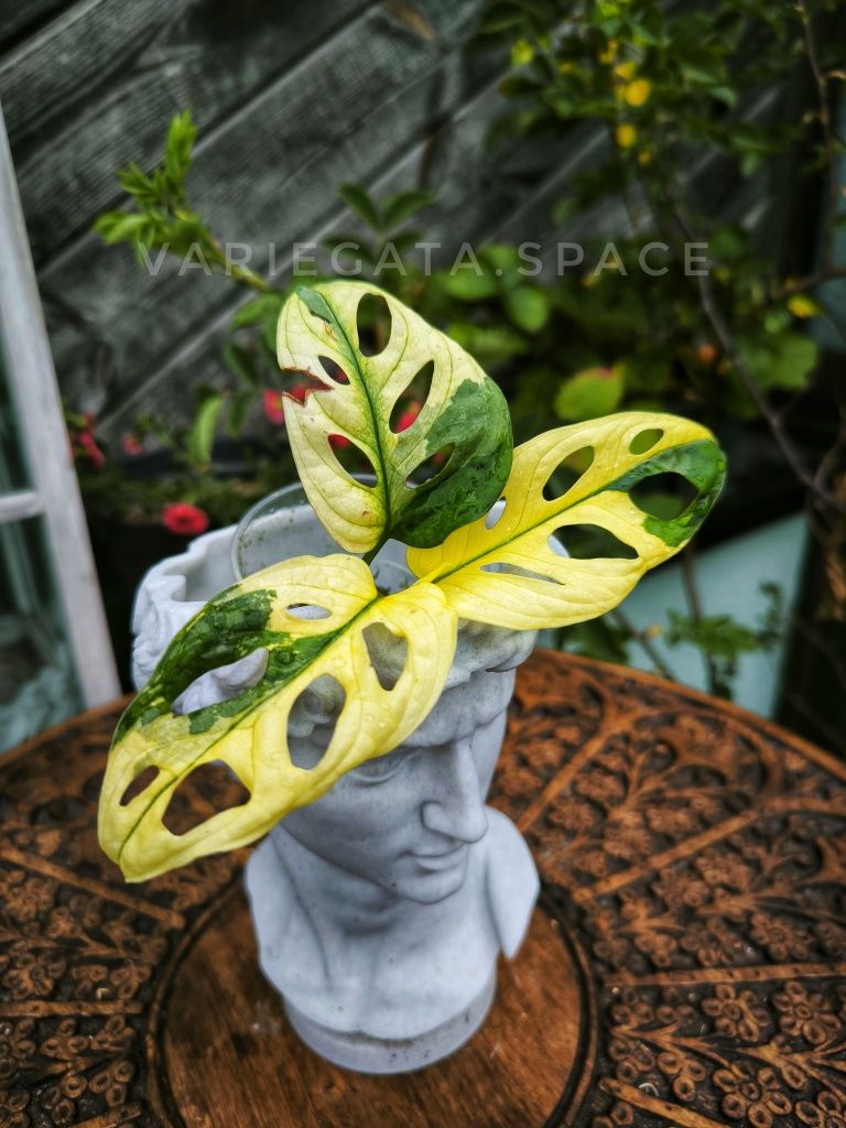 Monstera adansonii variegata Aurea