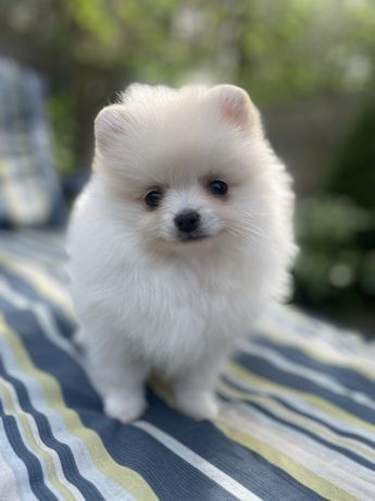 Piesek szpic miniaturowy pomeranian