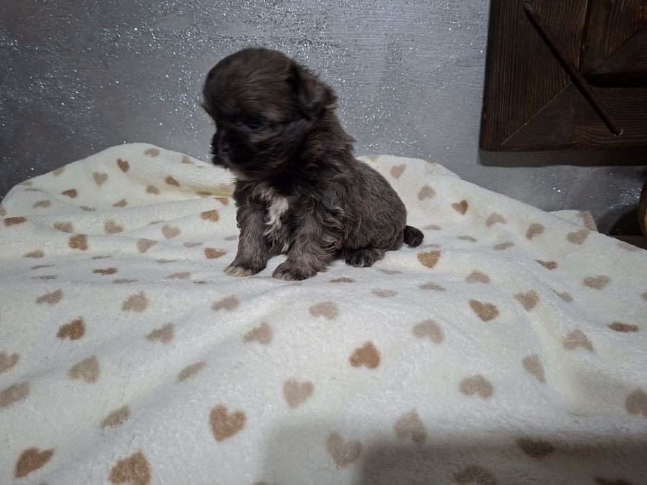 Shih-tzu suczka śliczny