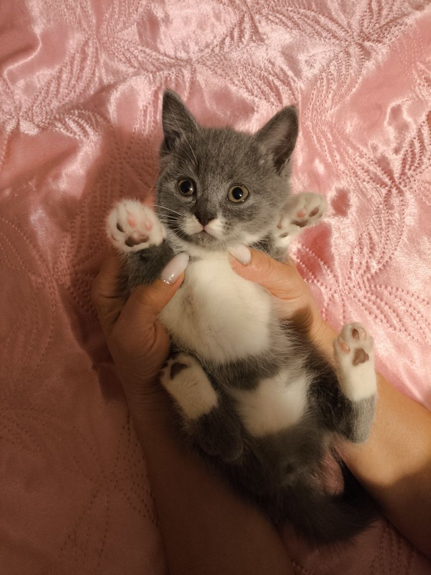 Шотландські кошенята