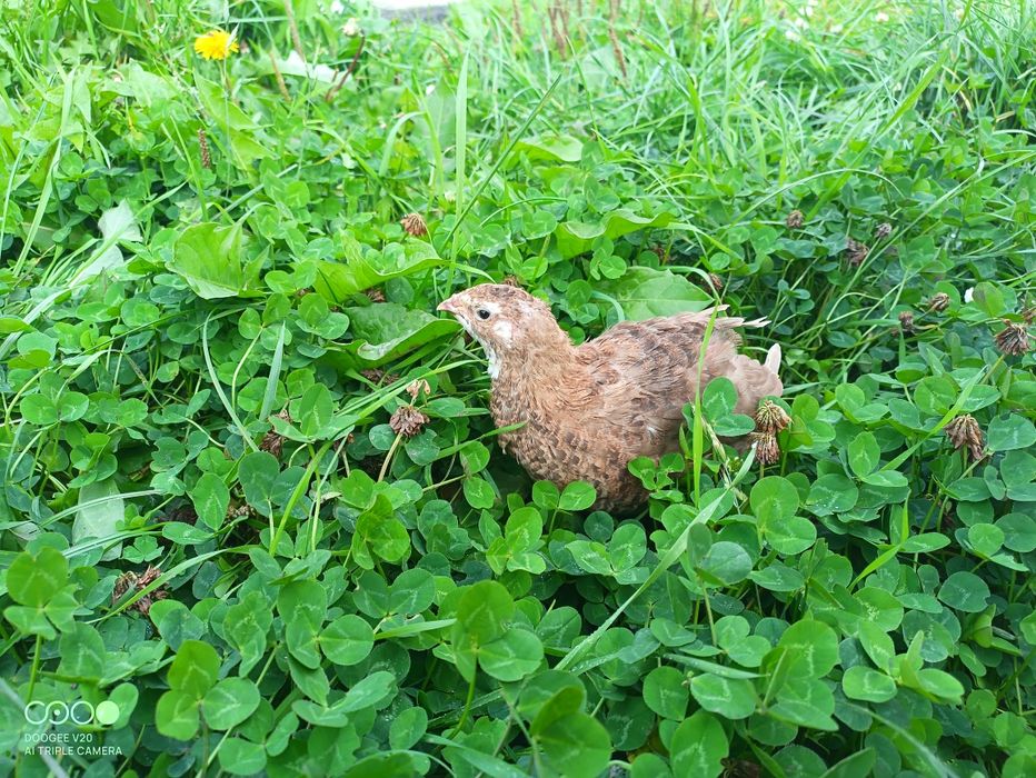 Перепілка Селадон