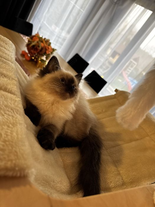 Ragdoll cudowny kocurek przepiekny przytulasny