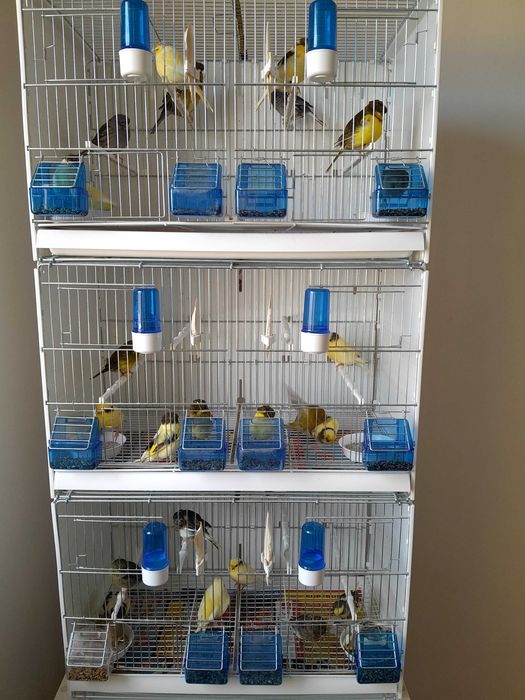 Sprzedam kanarki glostery,  samce I samice z koroną i bez 2025 roku.