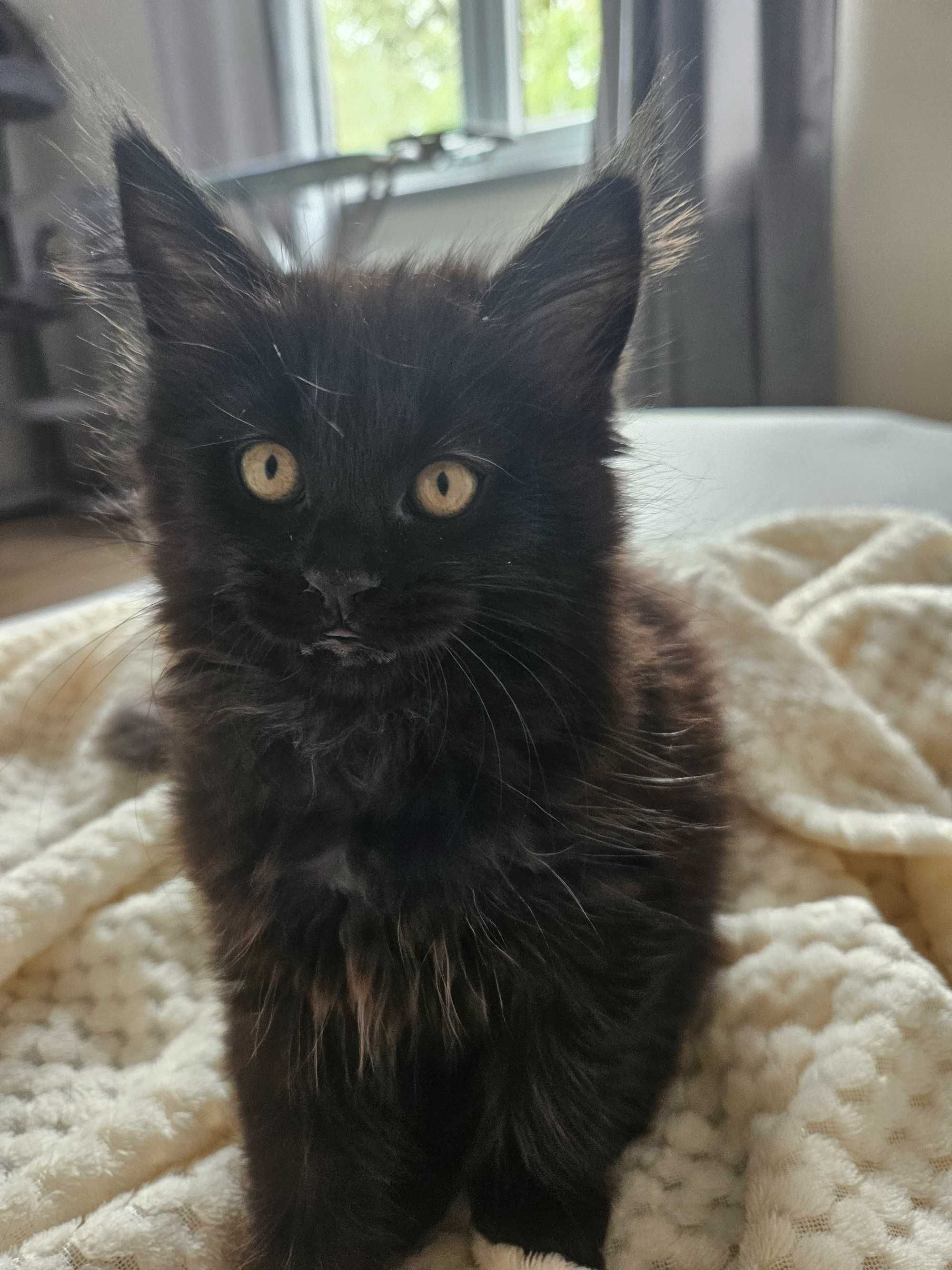 Maine coon kotki