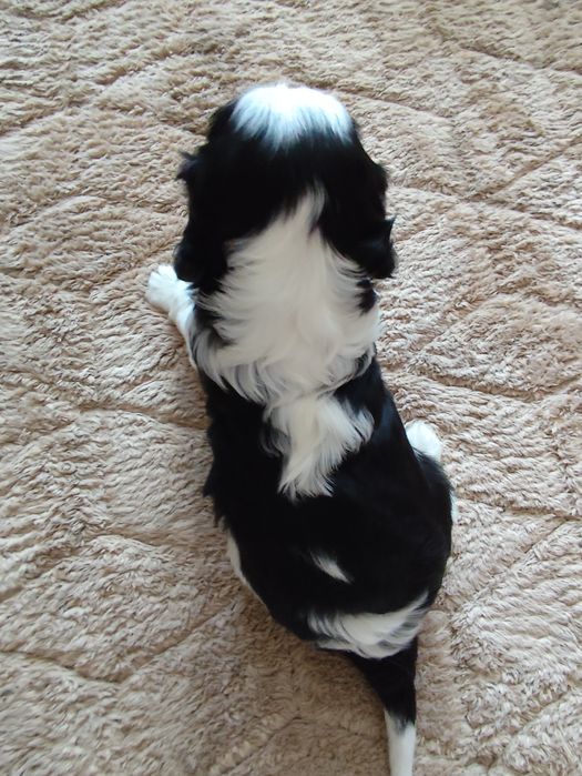 Cavalier King Charles Spaniel piesek samczyk tricolor