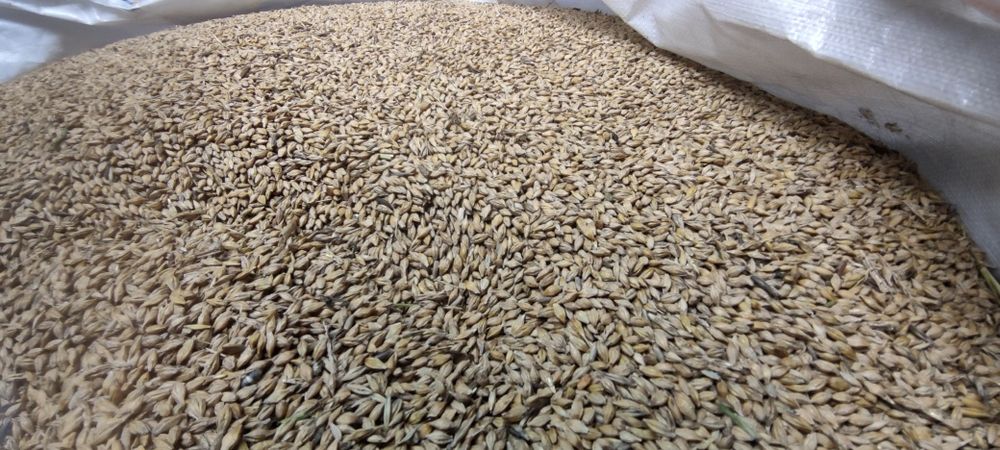 Jęczmień jary 2025