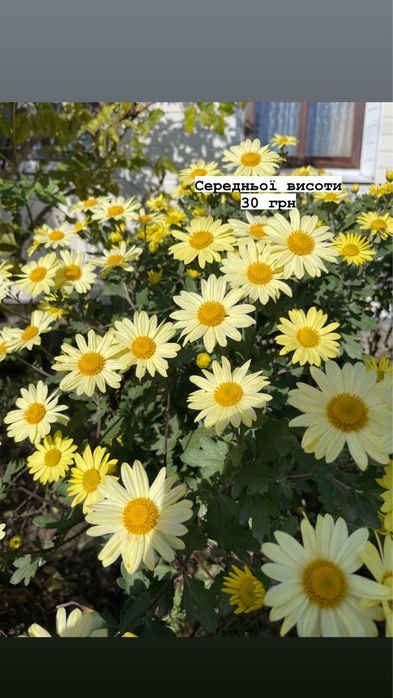 Хризантеми різних видів