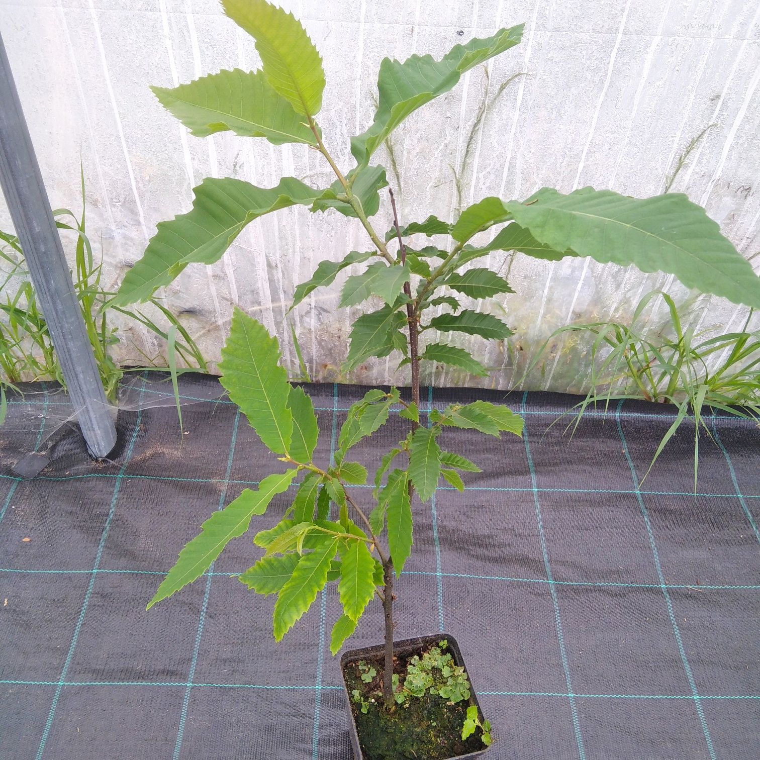 Kasztan jadalny Castanea sativa 50cm