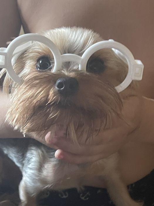 Йорк мінік хлопчик 2,5 роки в добрі  руки