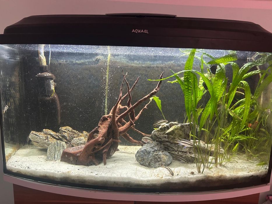 Akwarium z wyposażeniem 126 L