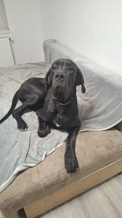 Dog niemiecki za darmo