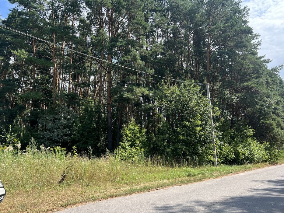 1га соснового лісу під буд-во с.Хлепча