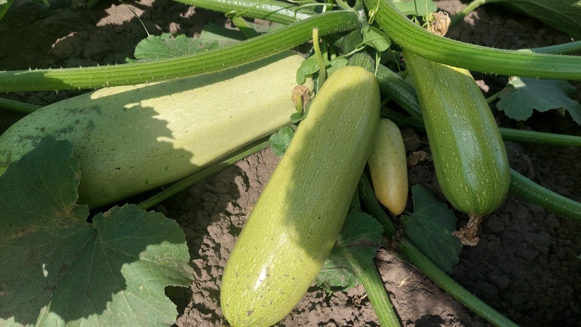 Продаємо кабачки