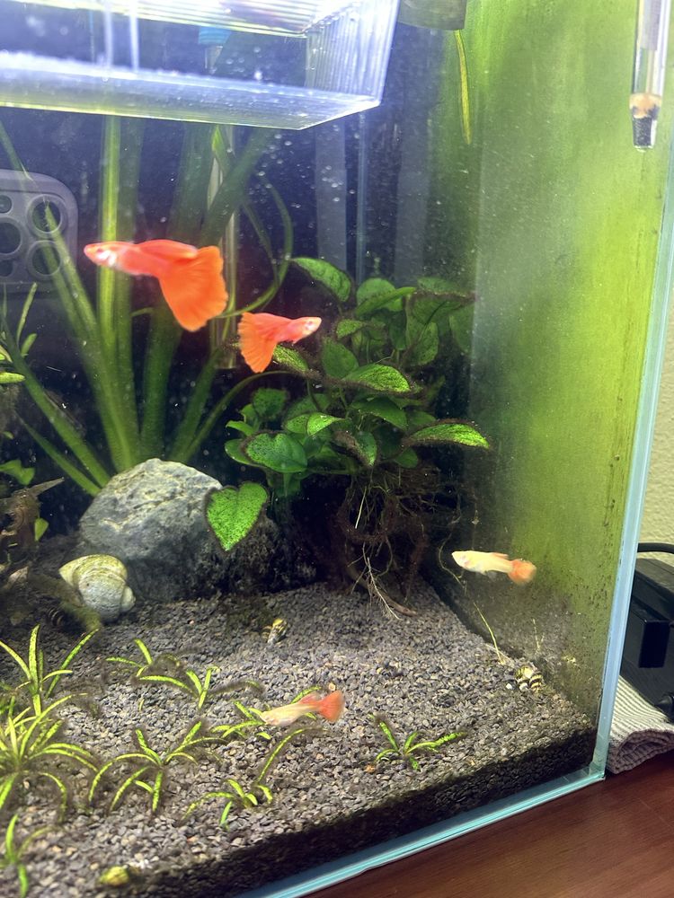 Casal guppys red albino