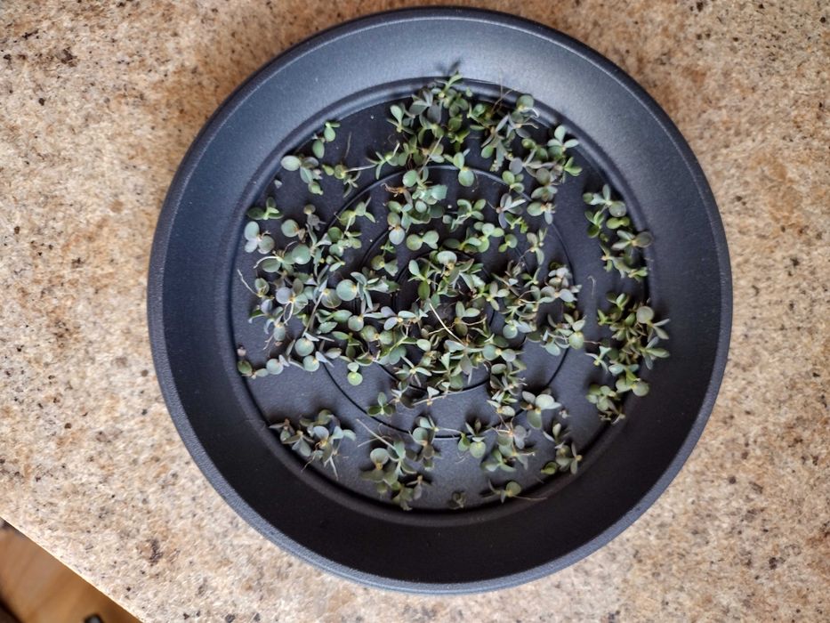 Żyworódka - młode sadzonki