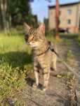 Cudowny kotek Harry - pokochaj adoptuj podaruj dom