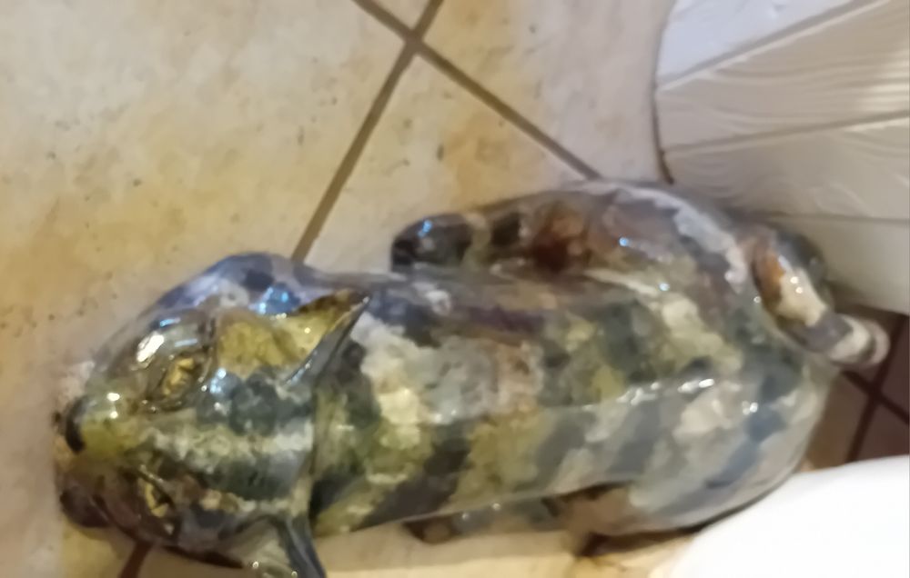 Kot ceramiczny ..naturalny rozmiar