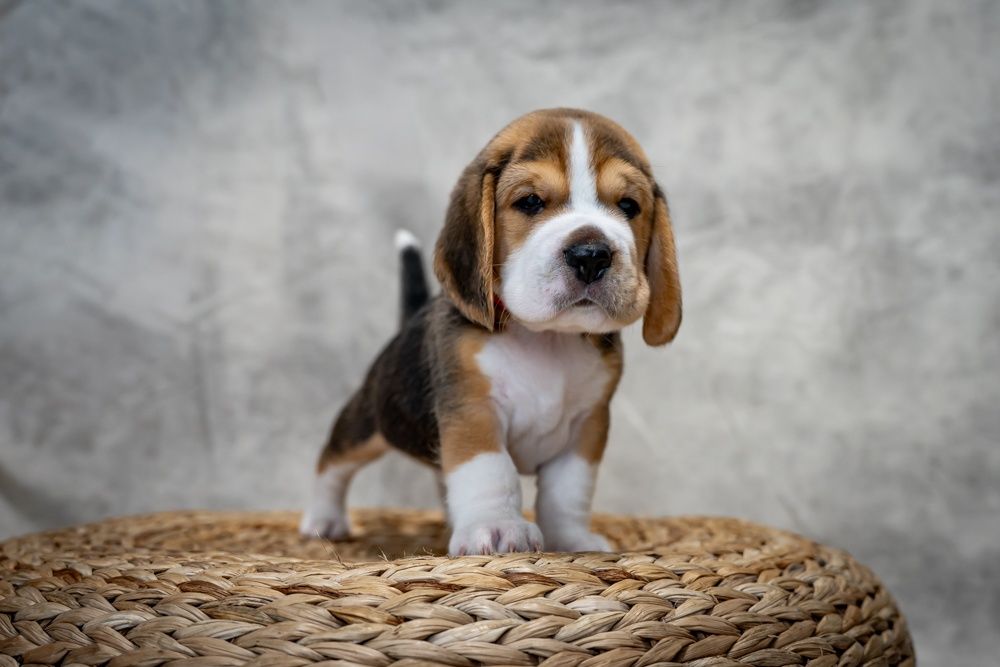 Beagle, ZkwP/FCI po wybitnych rodzicach