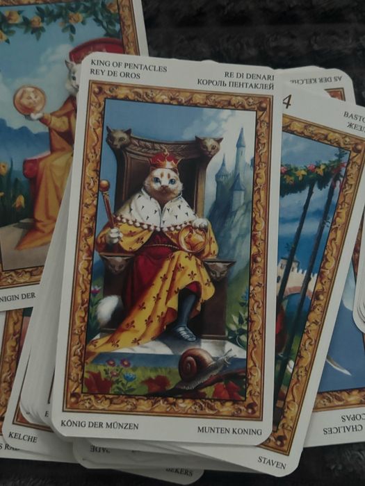 таро, таро з котиками