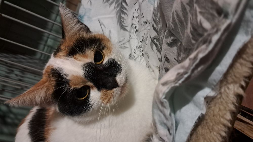 Lusia roczna kicia szuka domu