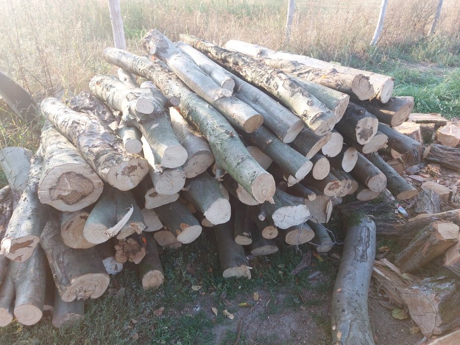 Akacja buk sprzedam