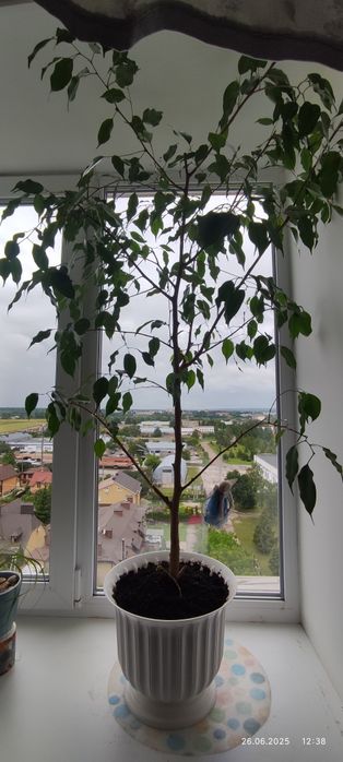 Фикус Бенджамина