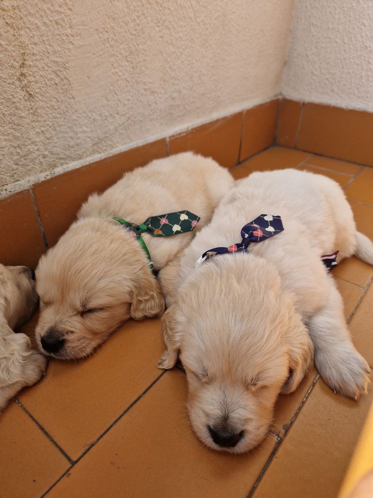 Golden Retriever com LOP pedigree