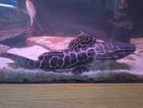 Achara\ Leiarius marmoratus 50-60cm