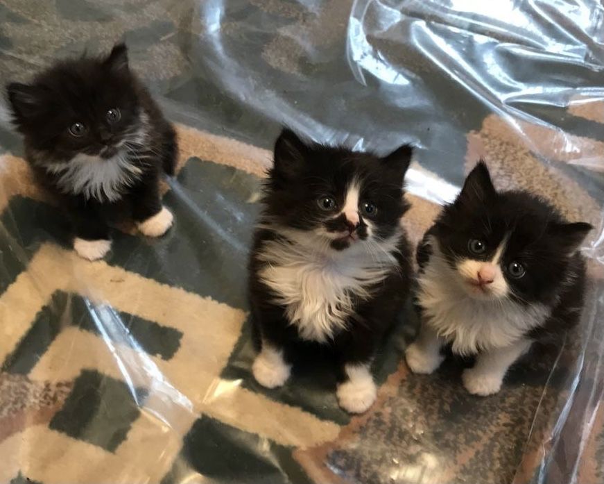 Кошенята в добрі руки