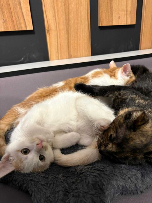 Ptyś biało rudy kocurek do adopcji