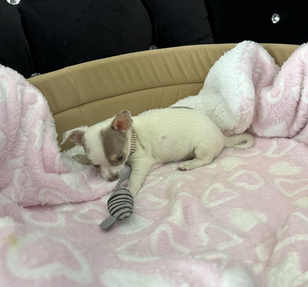 Chihuahua mini sunia Liliowa