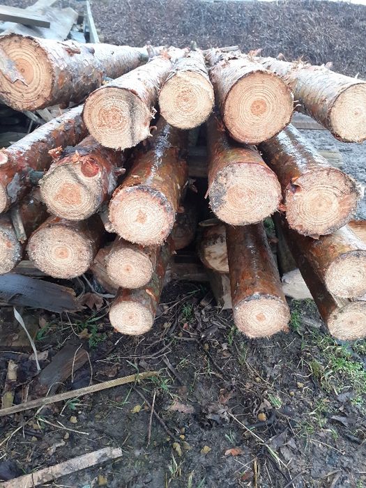 STEMPLE BUDOWLANE SOSNOWE NOWE WYSOKOŚć 3m Radom radom radom radom rad