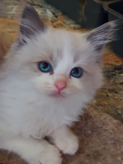 Ragdoll,ODBIÓR-X.XI.25 badania ,rodowód