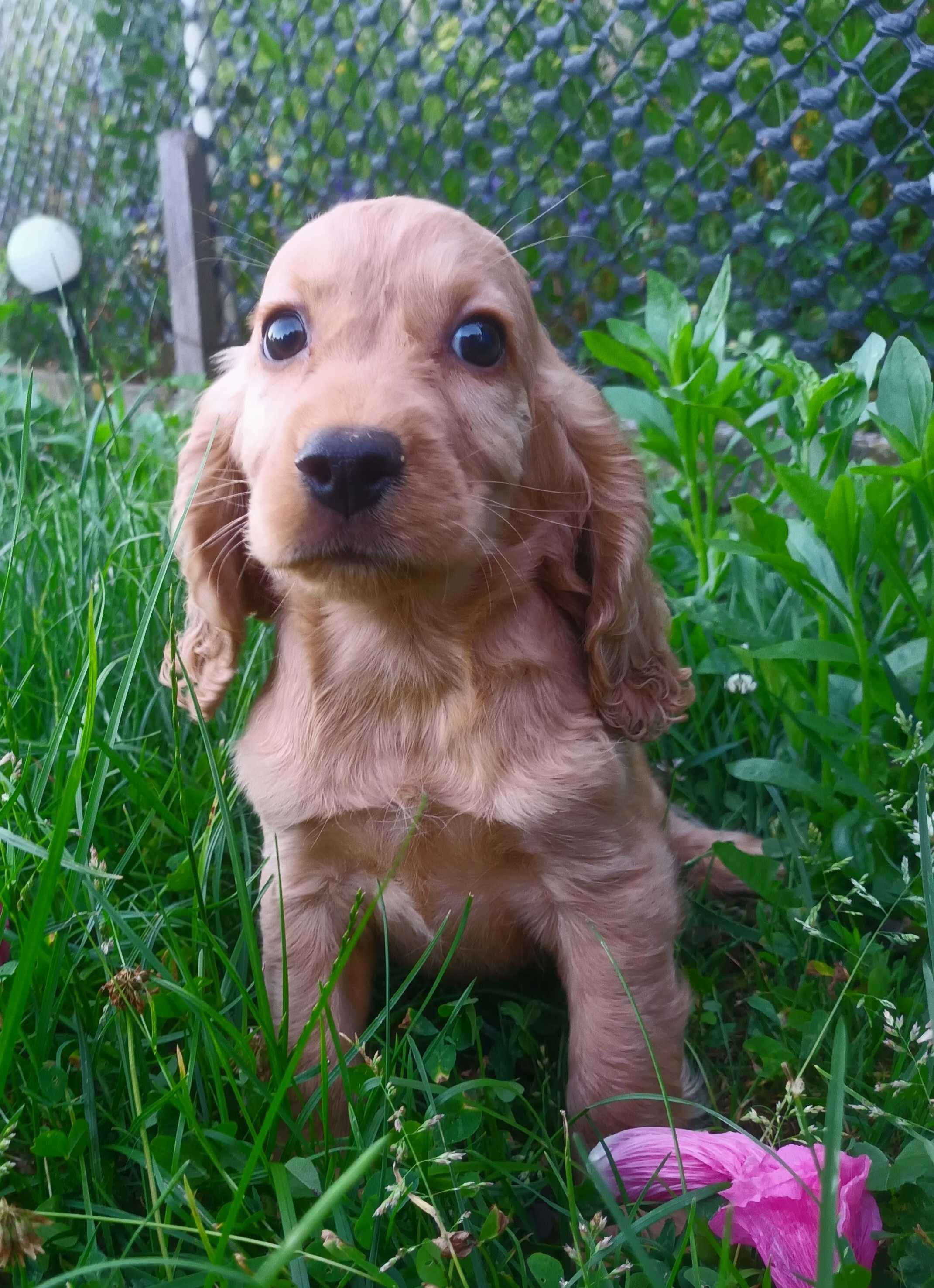Cocker spaniel szczeniak gotowy do odbioru
