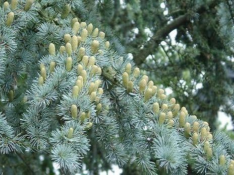 кедр Атласький 20см (останній)