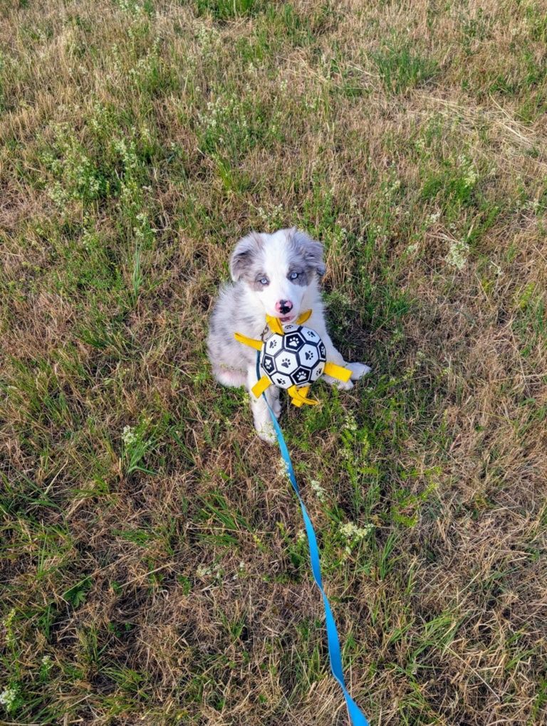 Border Collie FCI Blue Merle piesek GOTOWY DO ODBIORU
