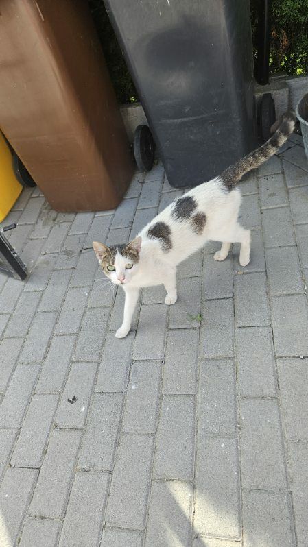 Mlody kocurek szuka domku.