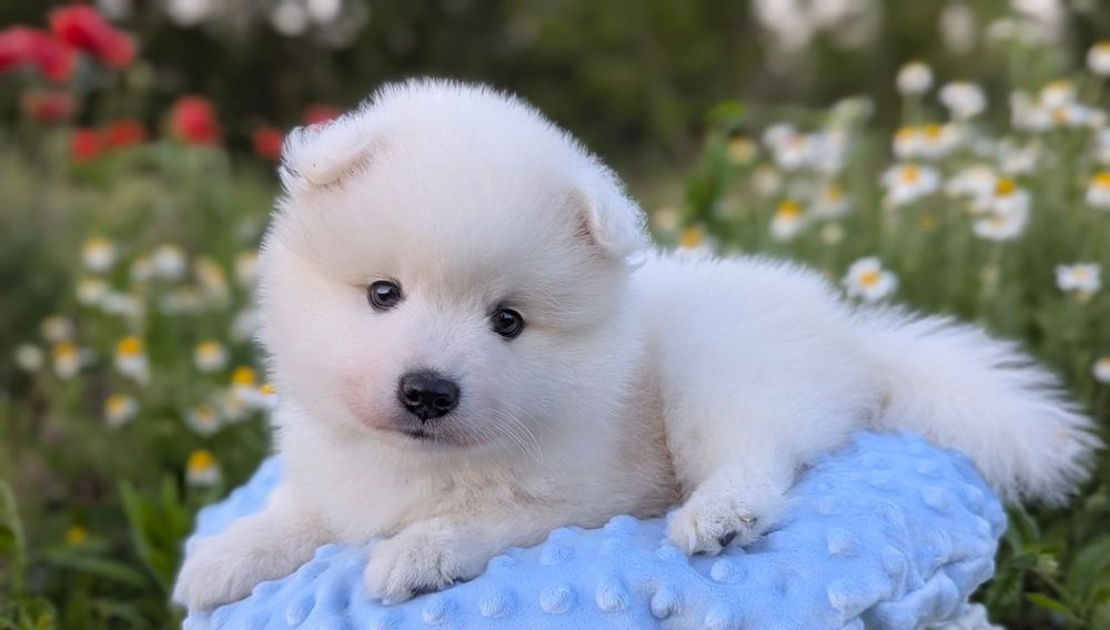 Мальчики Японского шпица