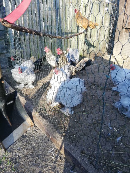 kochiny miniaturowy i sebrytki