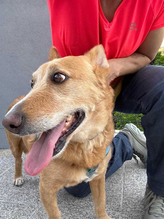 Deco para adoção responsável