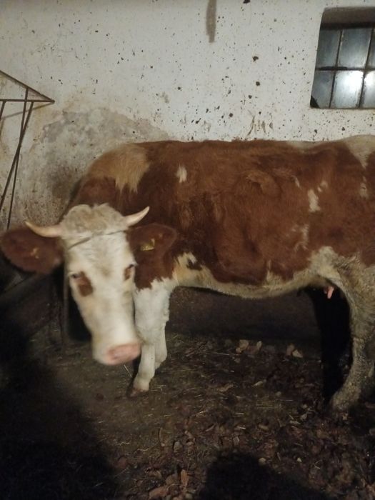 Sprzedam krowę po pierwszym cielęciu
