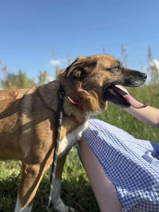 Sally sunia szuka kochającego domu