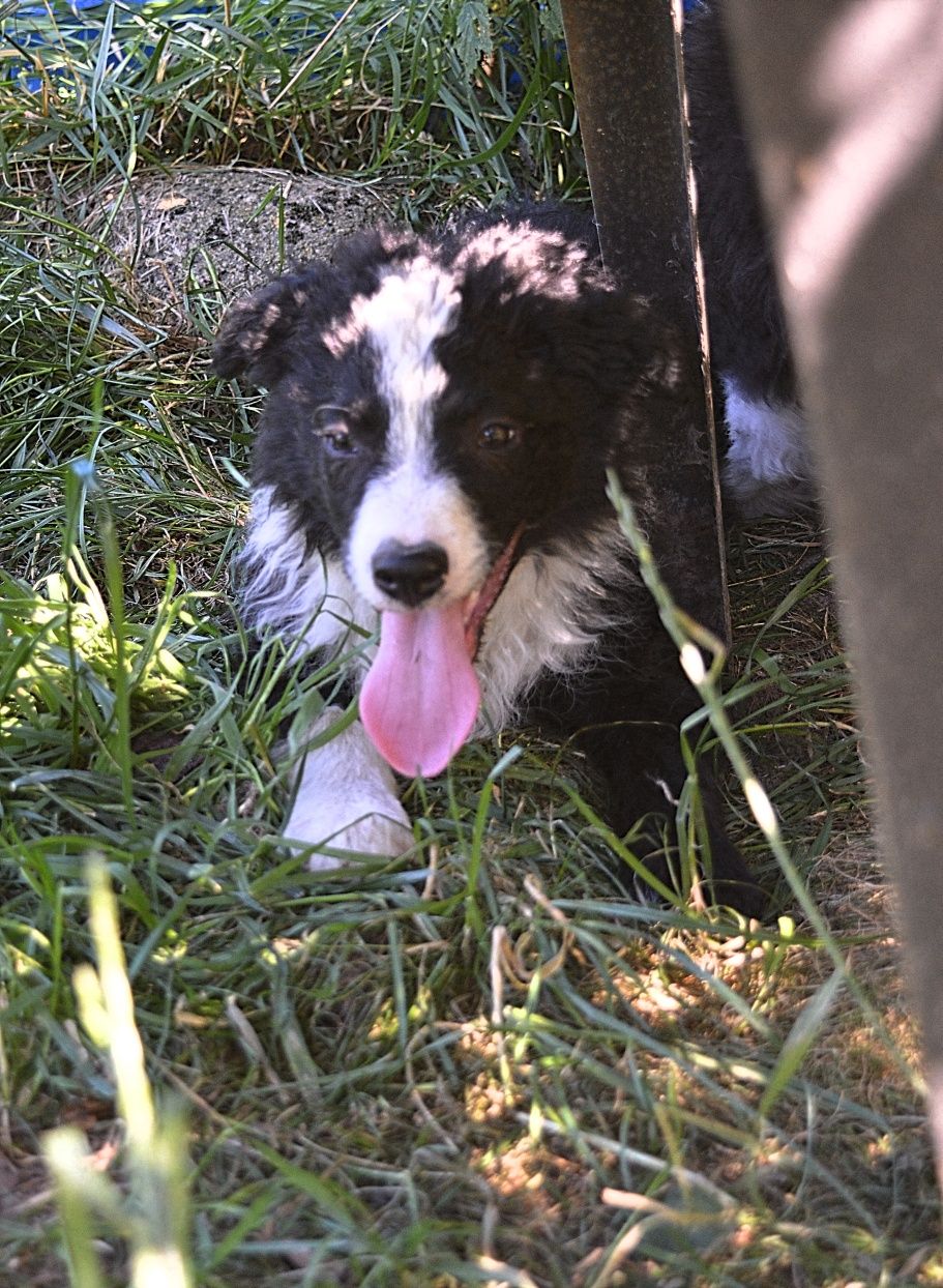 Piesek Border Collie