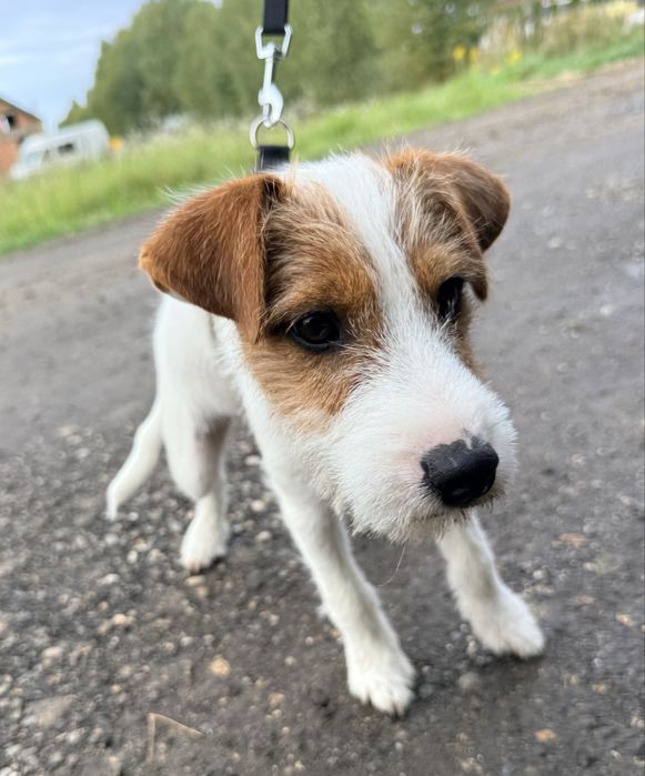 Samiec Parson Russell Terrier gotowy na zmiane domu